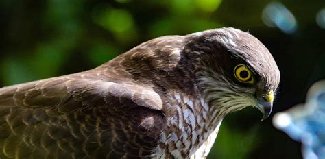 What Animal Eats Hawks, and the Intricate Web of Predatory Relationships in Nature